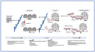 Porcine respiratory disease complex: Dynamics of polymicrobial infections and management strategies after the introduction of the African swine fever